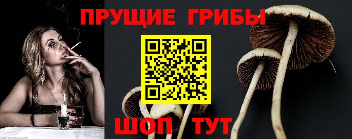 Псилоцибиновые грибы мицелий  Псилоцибиновые грибы Psilocybe  Шадринск  Вход с VPN 